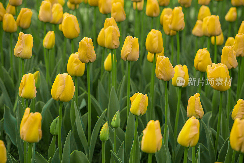 Bright tulips in a soft focus, spring flowers close-up in the garden. Bright yellow tulip flowers.